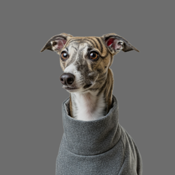 Pet apparel